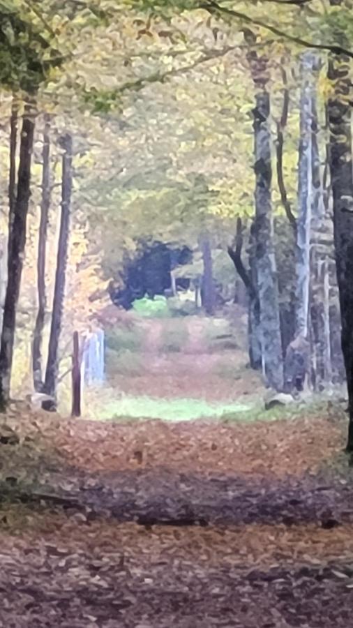 In Nature Białowieża Exterior foto